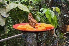 image00301